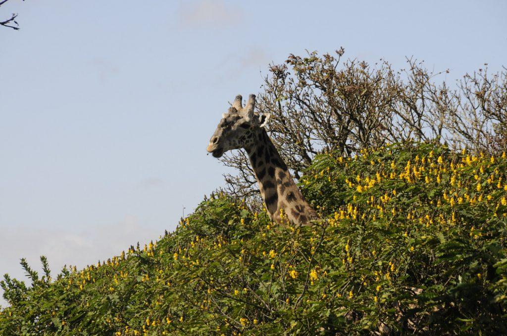 Жираф при восхождении на пик Меру