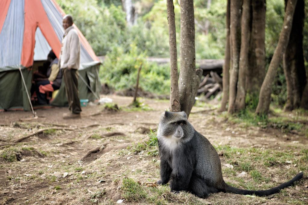 Обезьяна в лагере Килиманджаро