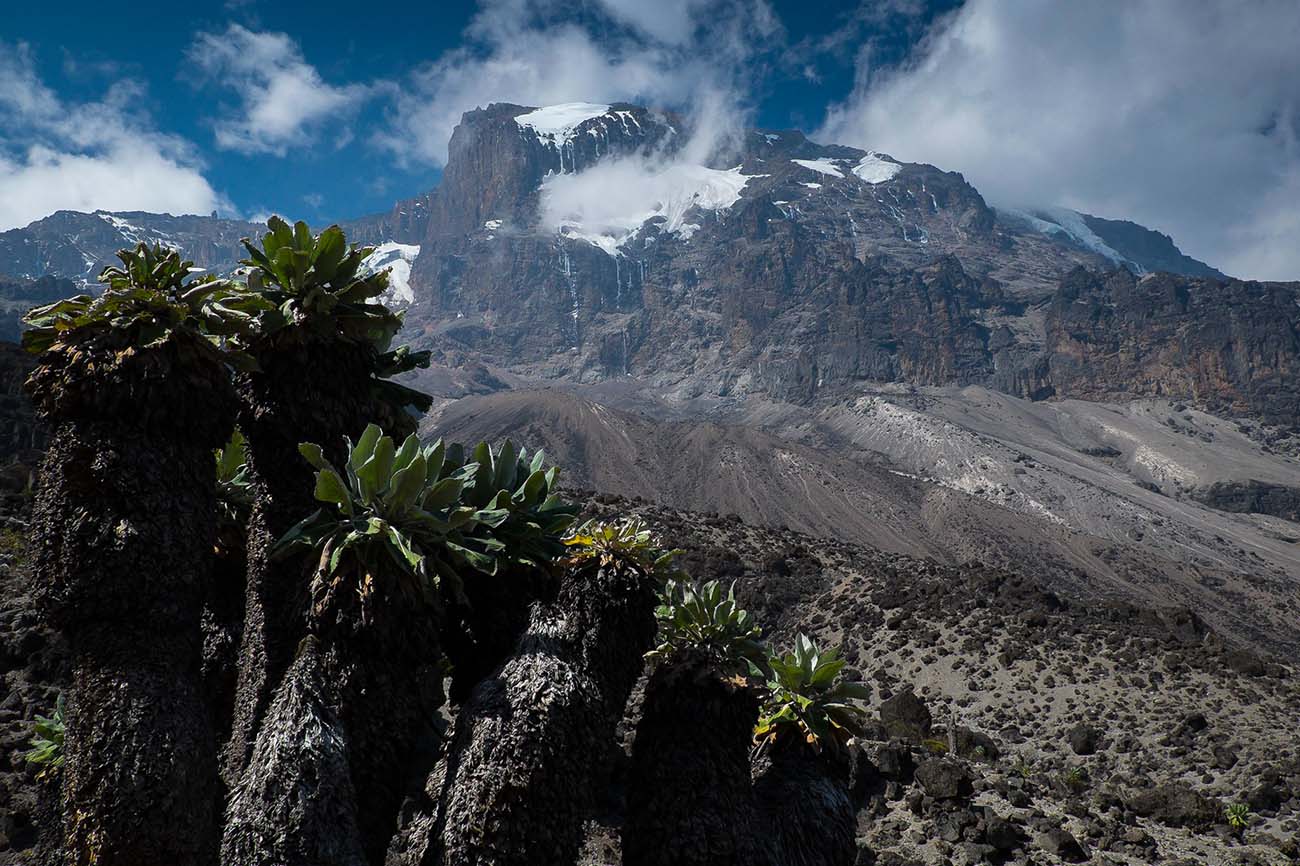 Килиманджаро и древние крестовники