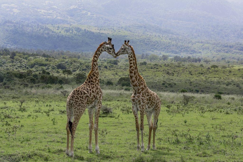 Жирафы в национальном парке Аруша