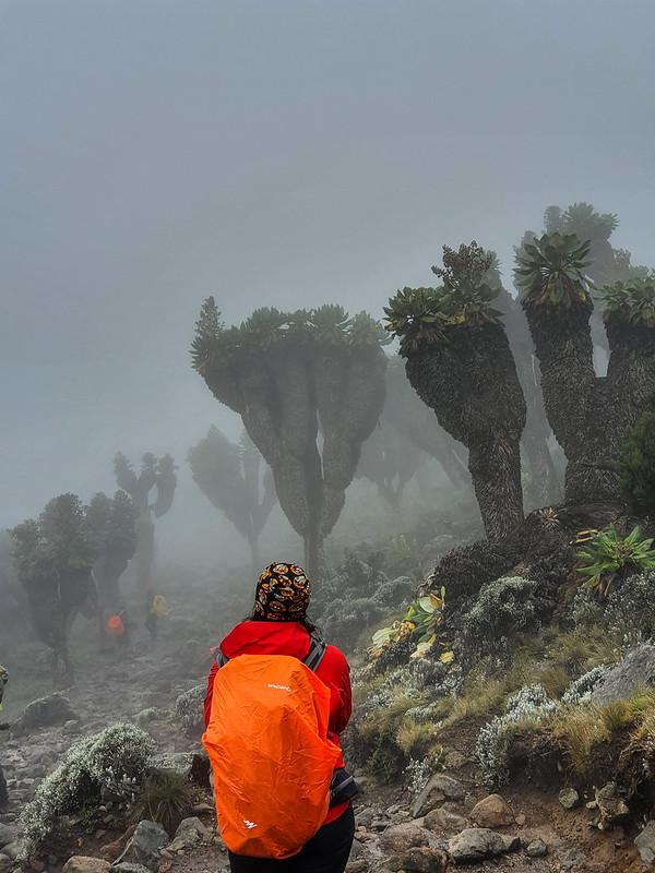 Сенеция Килиманджари