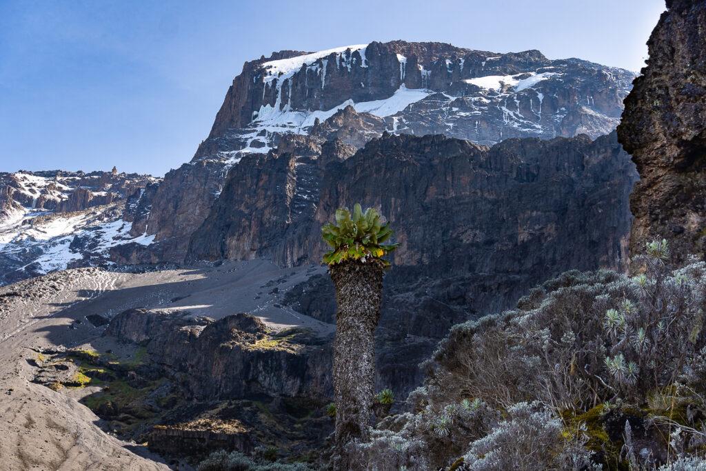 Килиманджаро восхождение