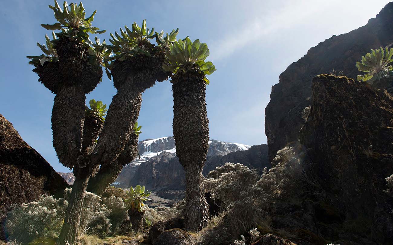 Древние крестовники на склонах Килиманджаро –  cенецио килиманджари