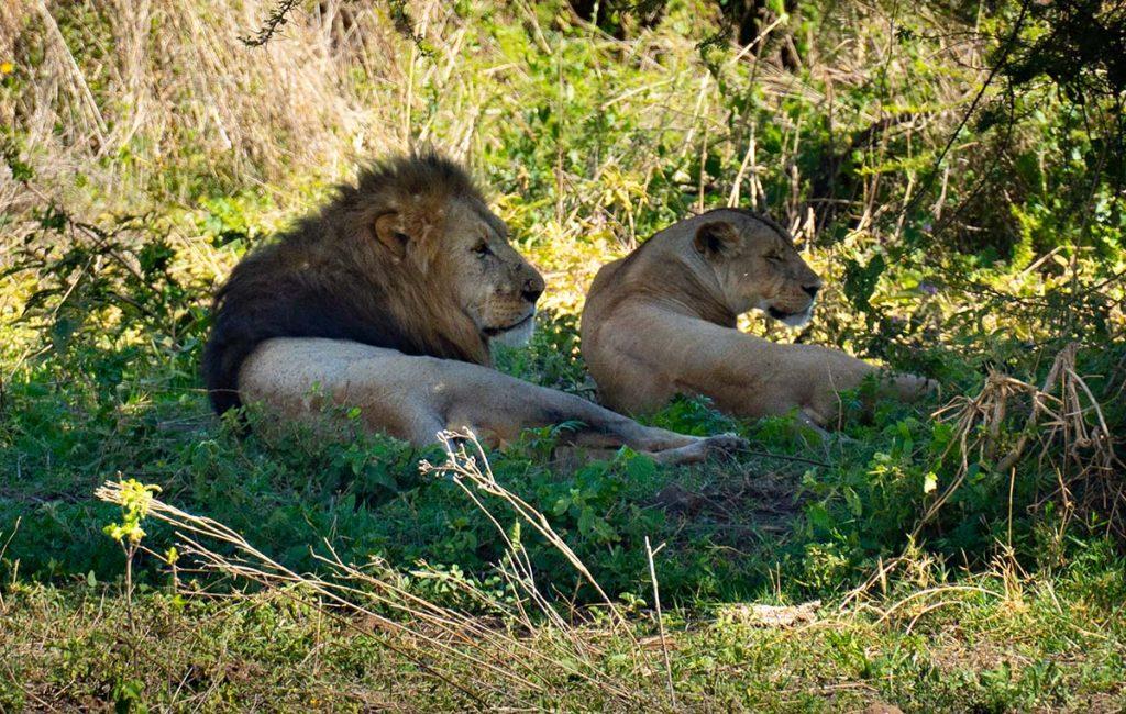 Лев и львица - сафари в Нгоронгоро