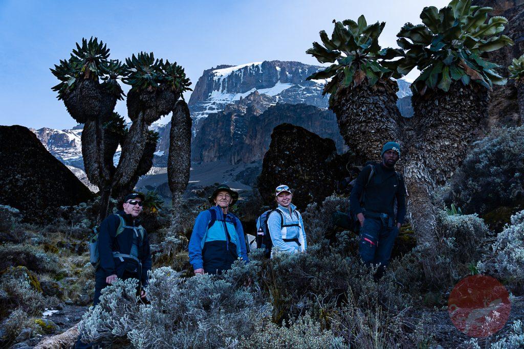 Senecio kilimanjari, крестовник Килиманджаро на восхождении