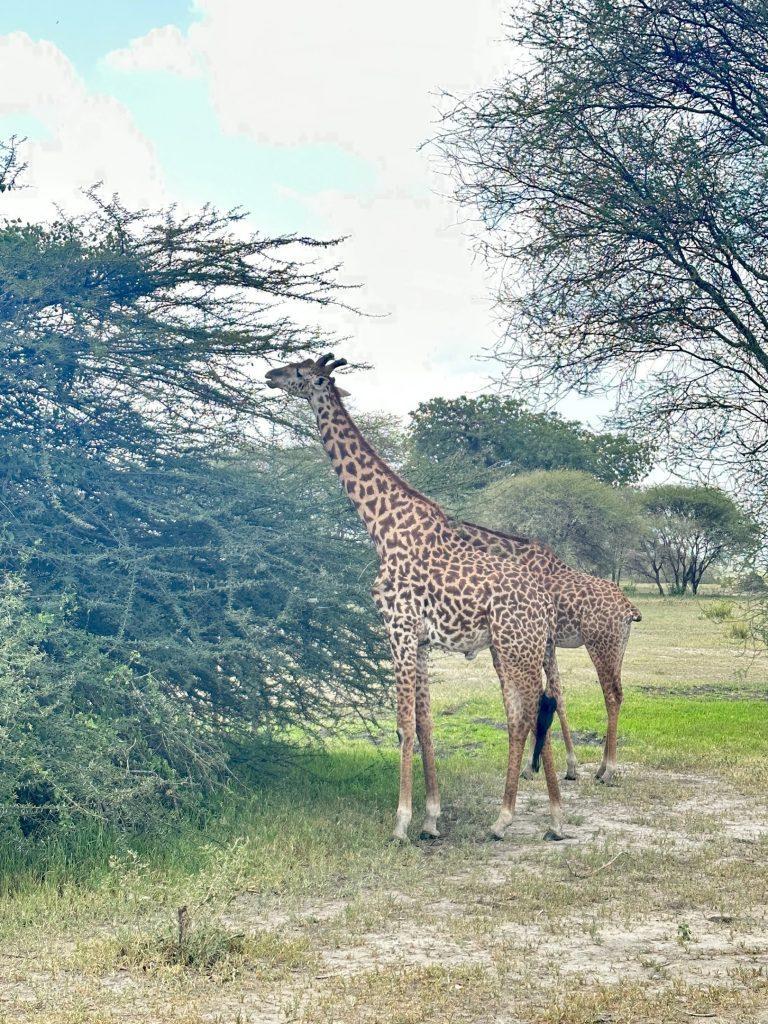 Жираф в Тарангире