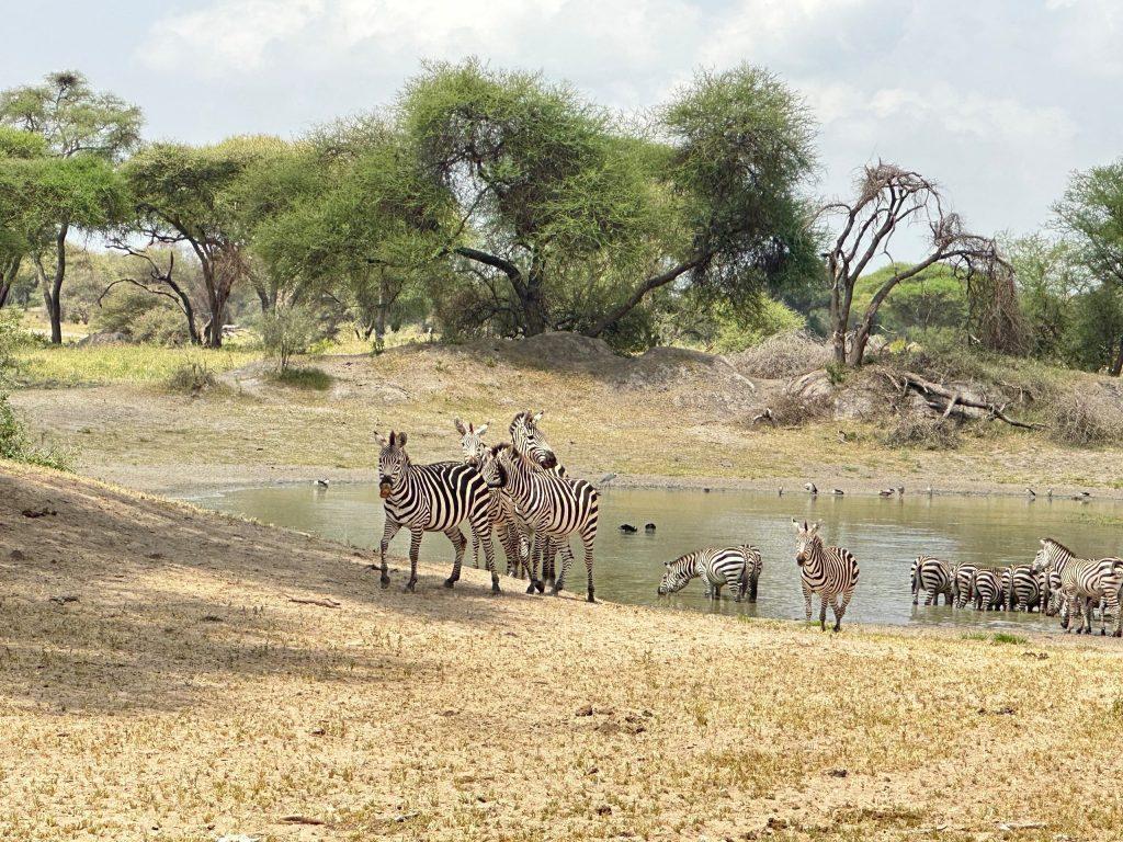 Зебры в Тарангире