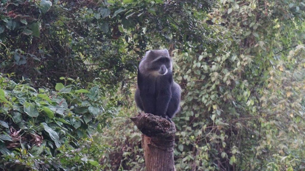 Обезьяна в национальном парке Килиманджаро