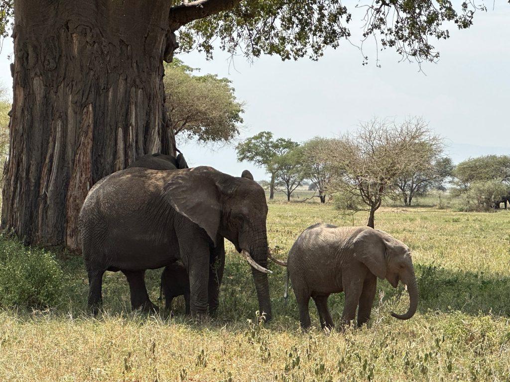 Слоны в Тарангире