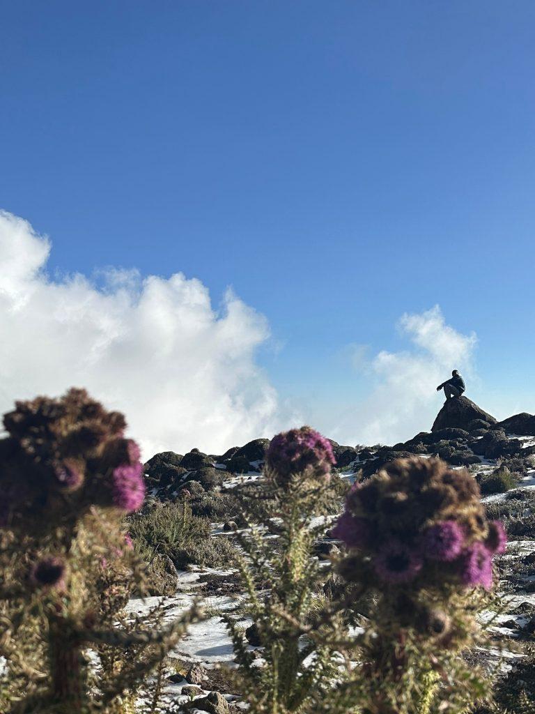 Цветы на склонах Килиманджаро