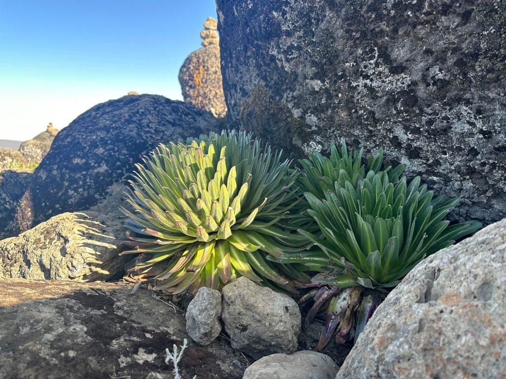 Растения на склонах Килиманджаро