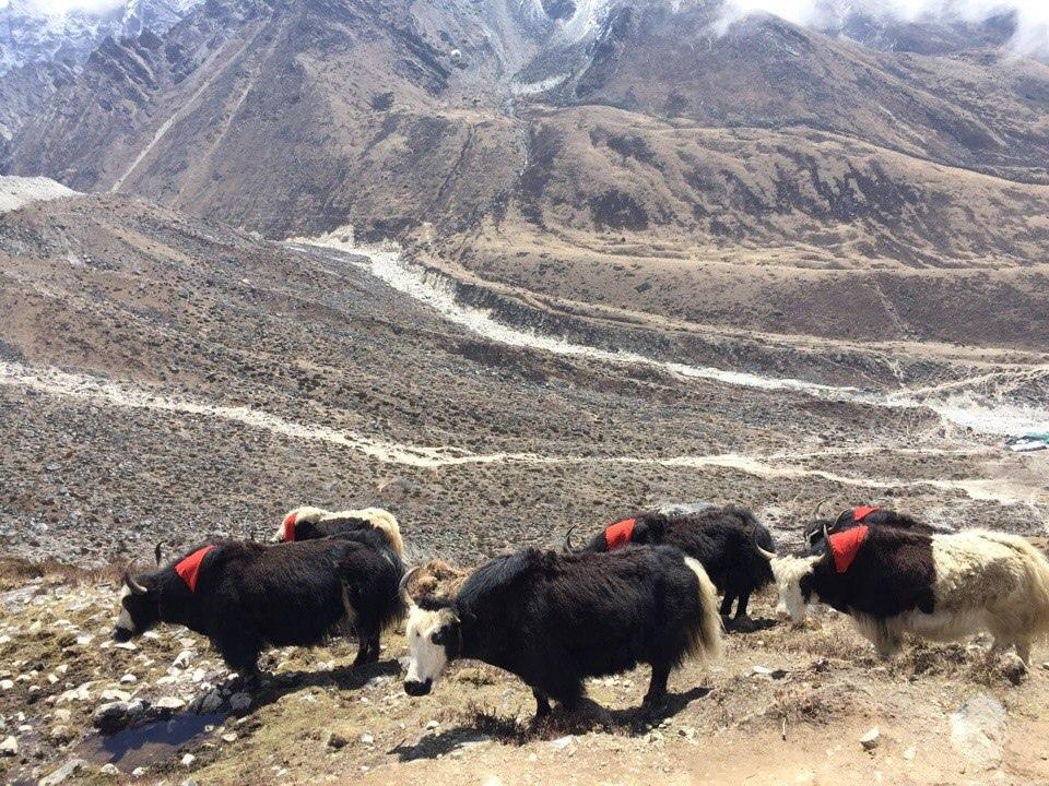 Гималайские яки