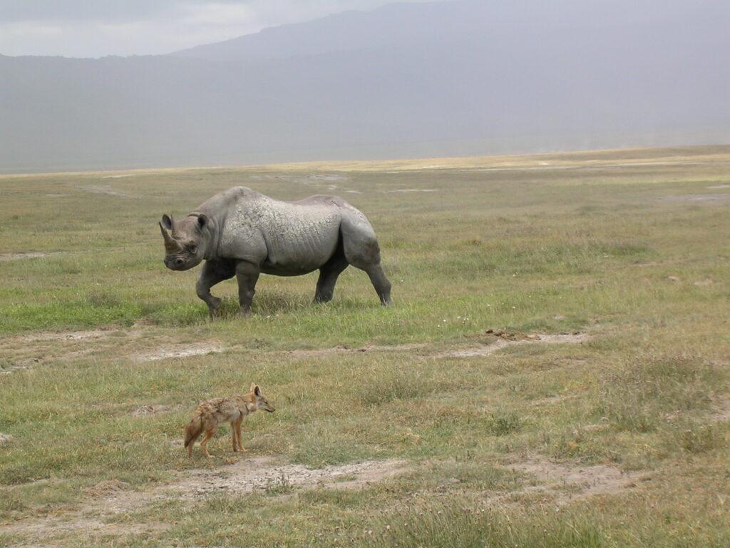 Носорог в Нгоронгоро
