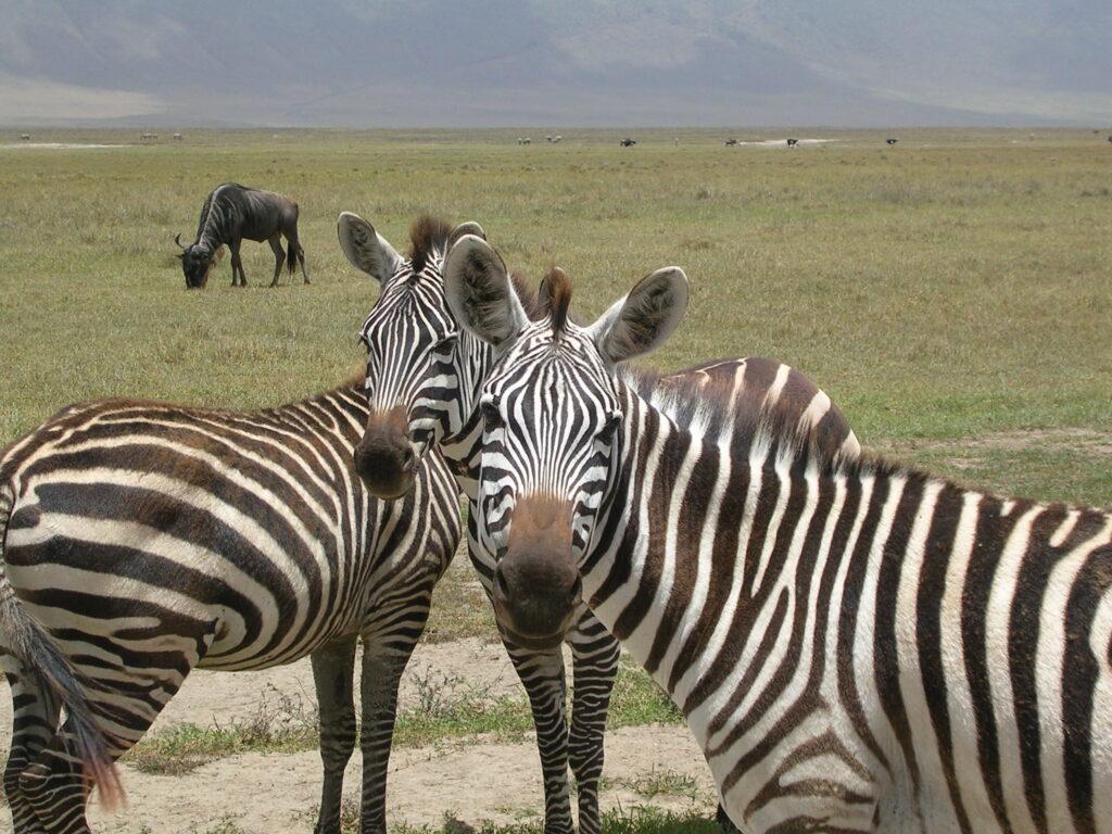 Зебры в национальном парке Нгоронгоро ( Танзания)