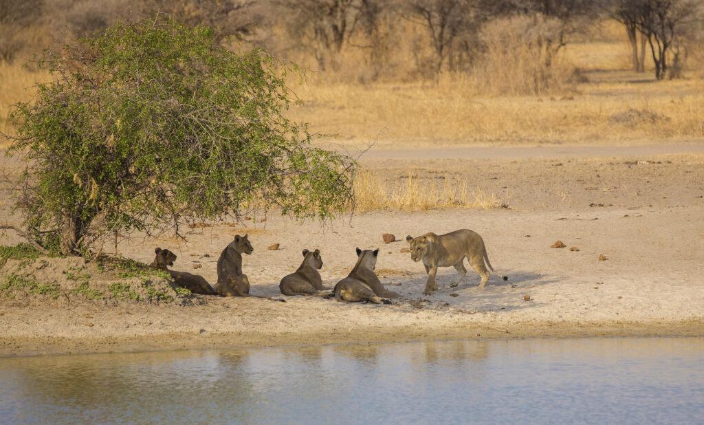 Львы в национальном парке Тарангире ( Танзания)