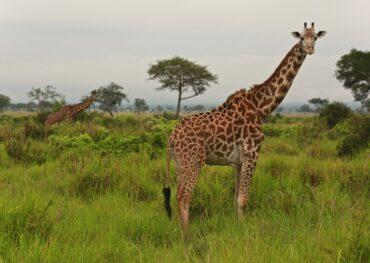 Сафари в Национальном парке Тарангире ( Танзания)