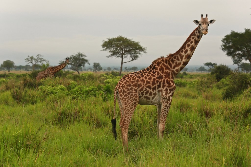 Жирафы в Национальном парке Тарангире ( Танзания)