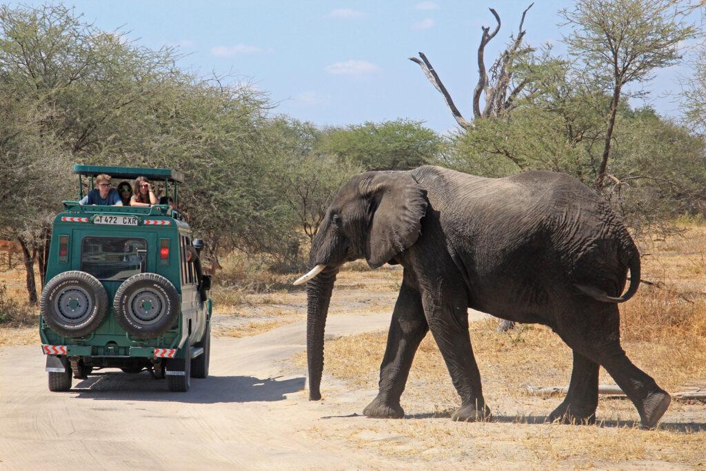 Слоны в Тарангире на сафари