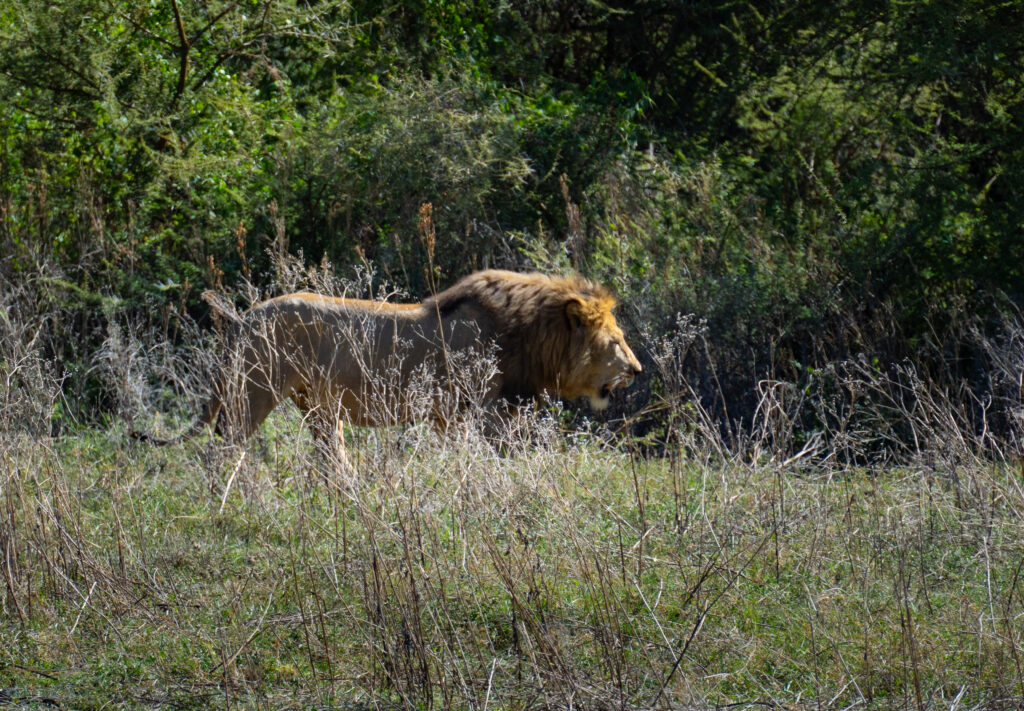 Львы в национальном парке Нгоронгоро ( Танзания)