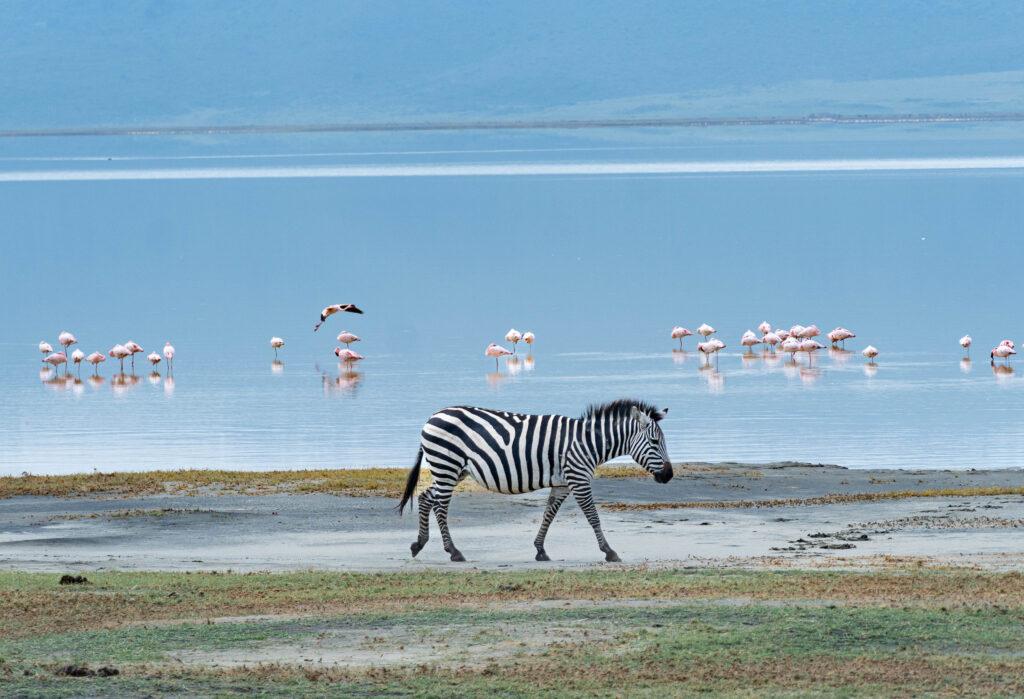 Зебры в национальном парке Нгоронгоро ( Танзания)
