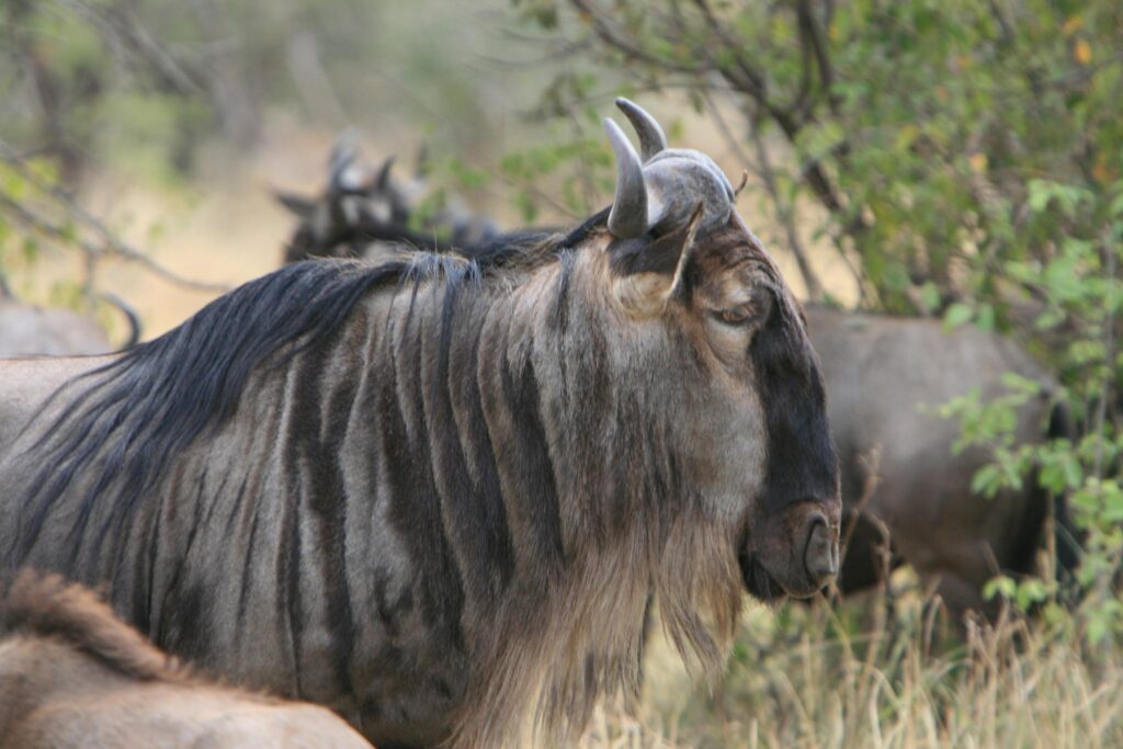 Антилопа гну - сафари в Танзании