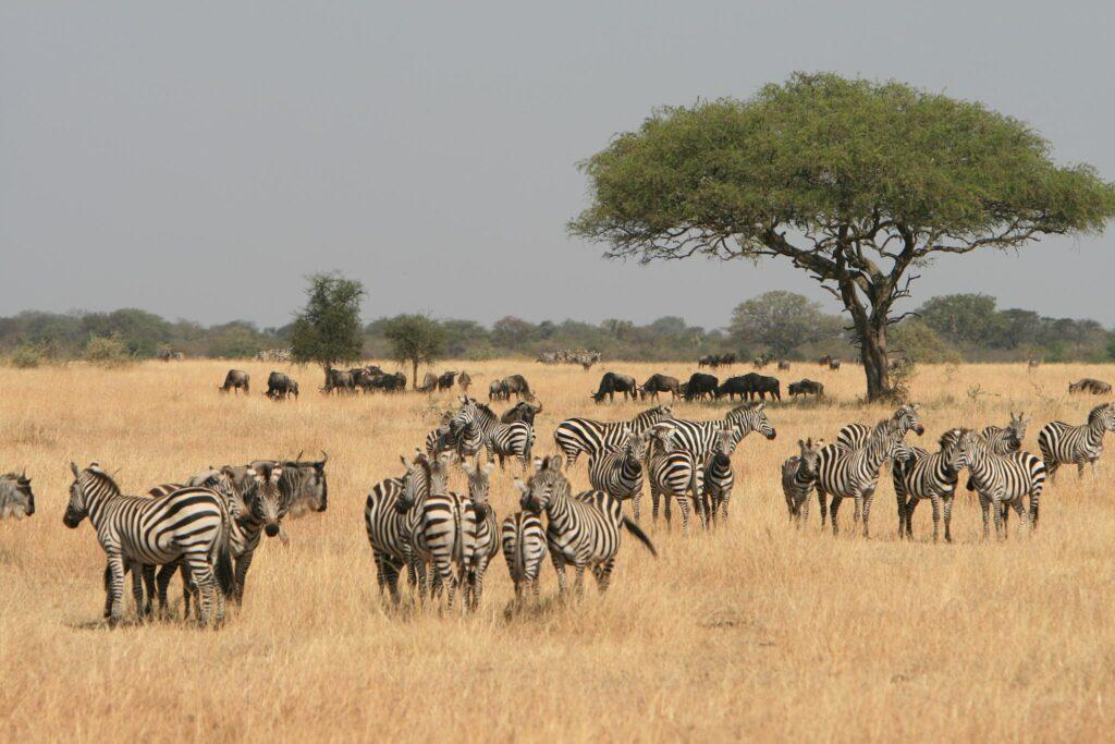 Зебры - сафари в Серенгети