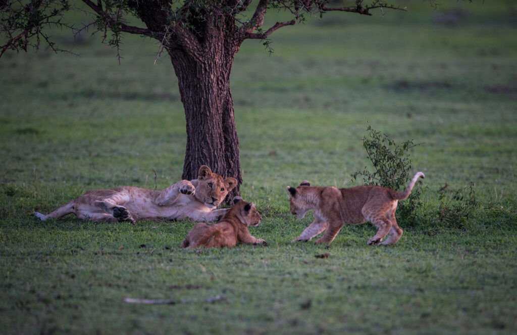 Львы - сафари в Серенгети