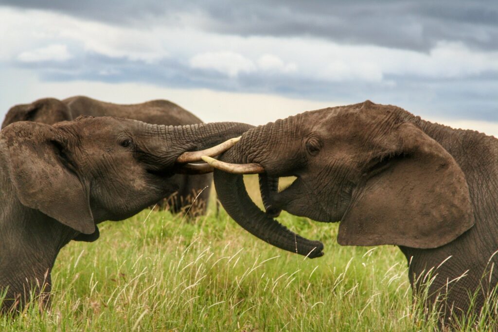 Слоны на сафари в Нгоронгоро