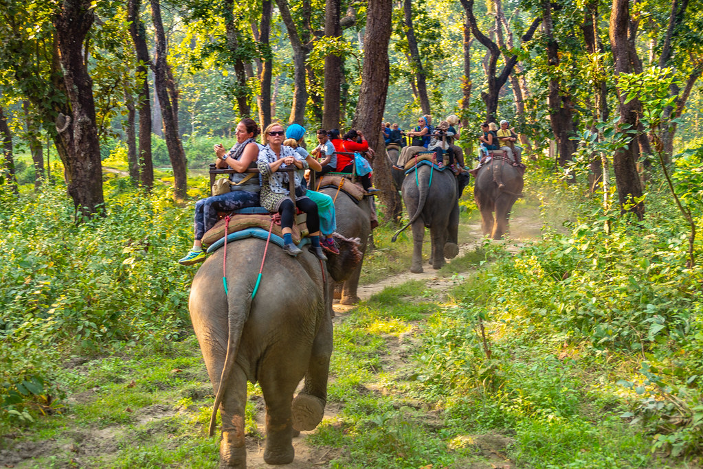 Катание на слонах в парке Читван