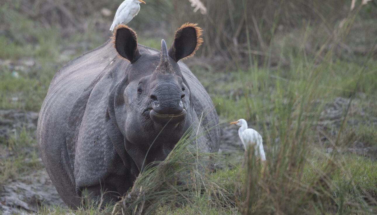 Национальный парк Читван