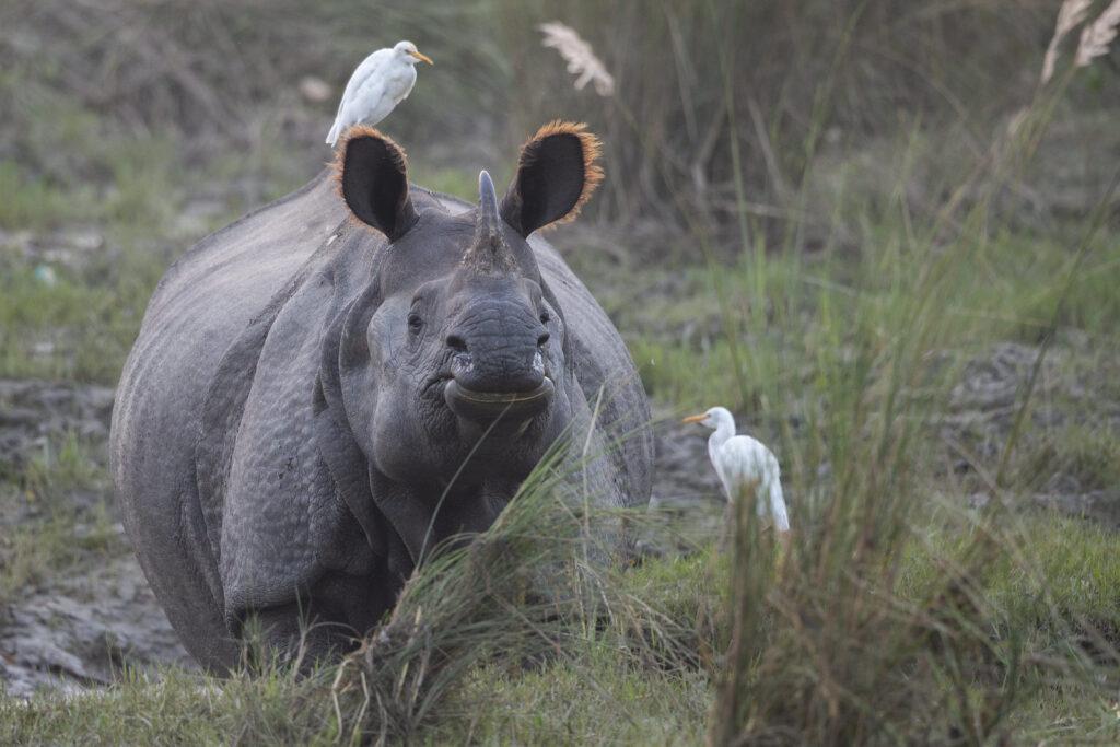 Носорог в Читване