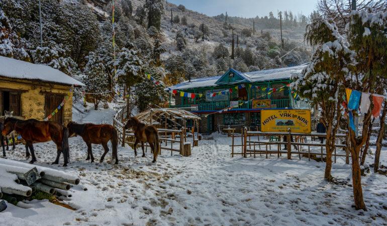 Shin Gompa Лангтанг трек