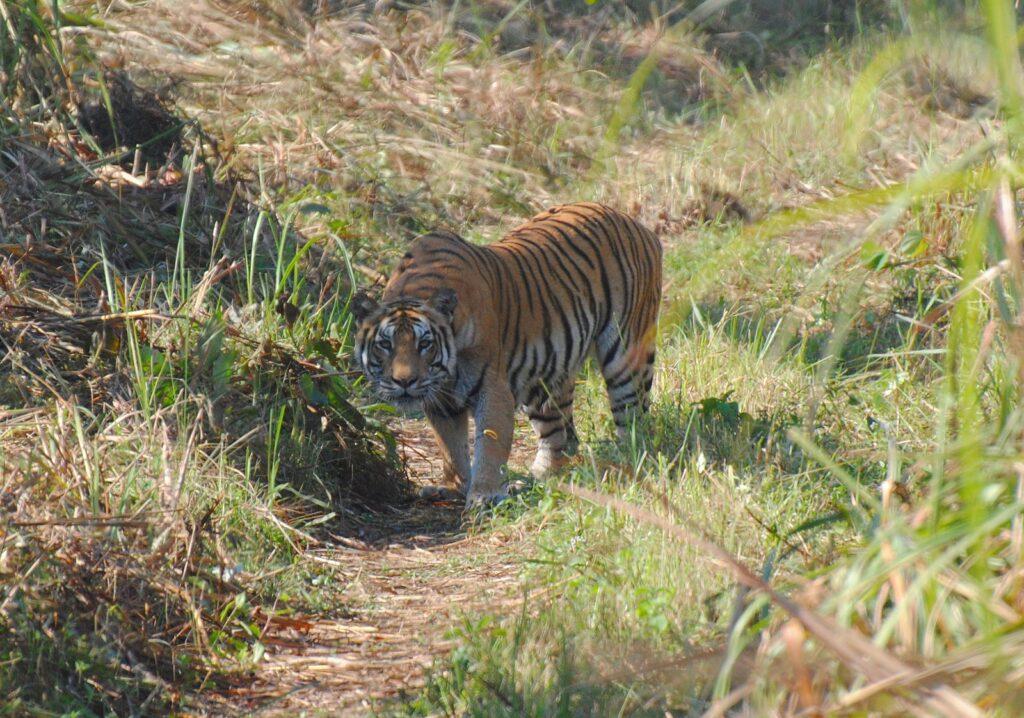Бенгальский тигр в Читване