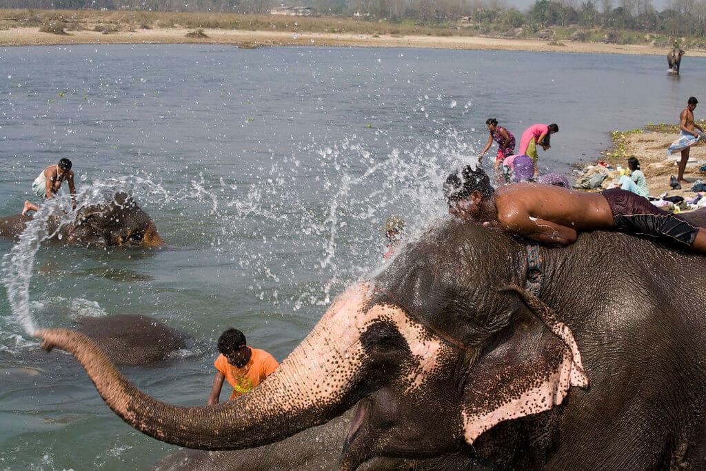 купание слона в Читване