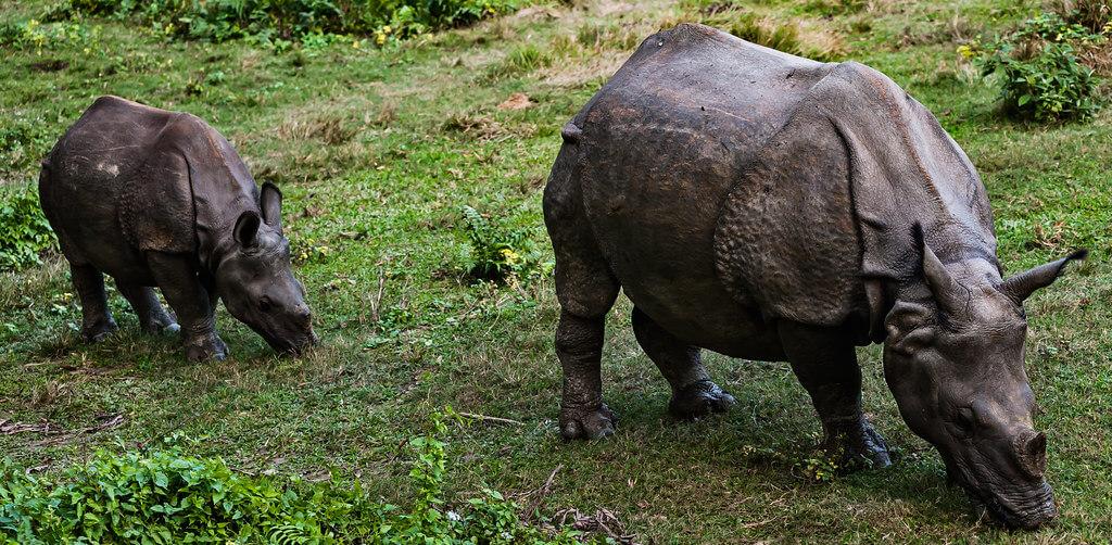 Дикие носороги Читван