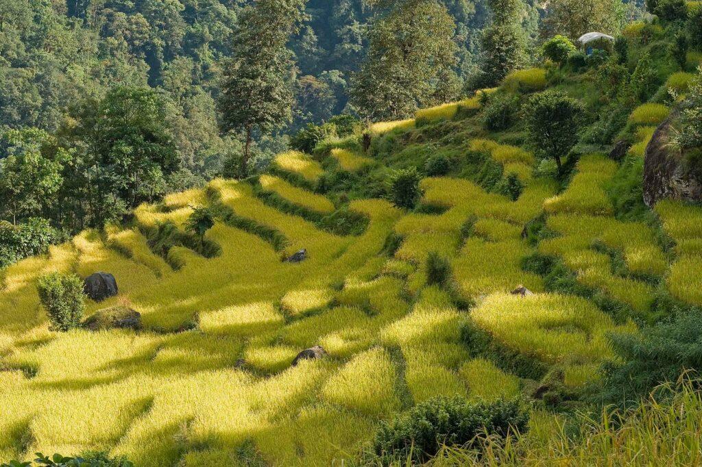 Рисовые поля Непал