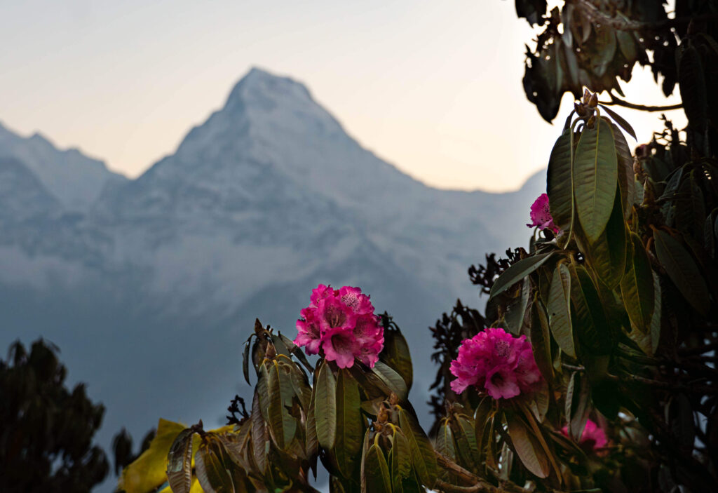 Цветение рододендрона в Гималаях