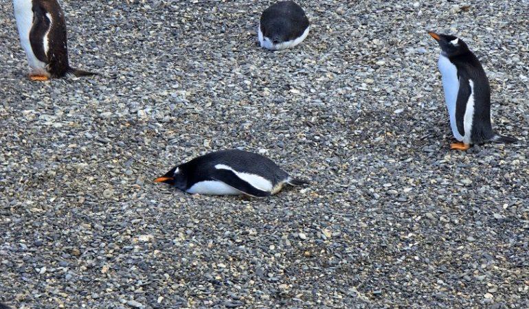 Пингвины - канал бигль