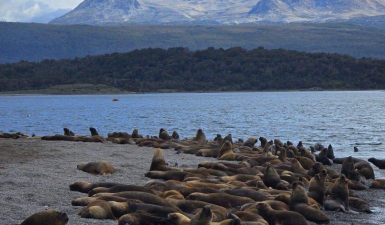 Морские львы - канал бигль