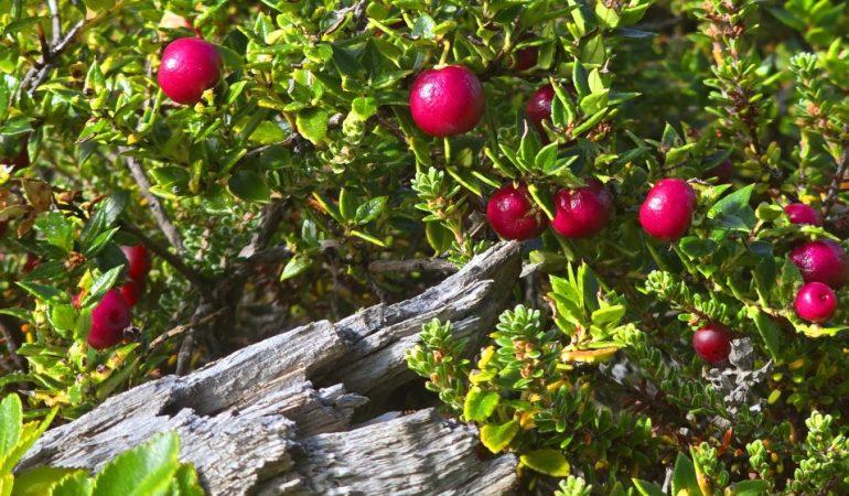 Ягода Калафате