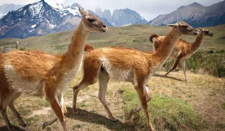 Гуанако в Патагонии