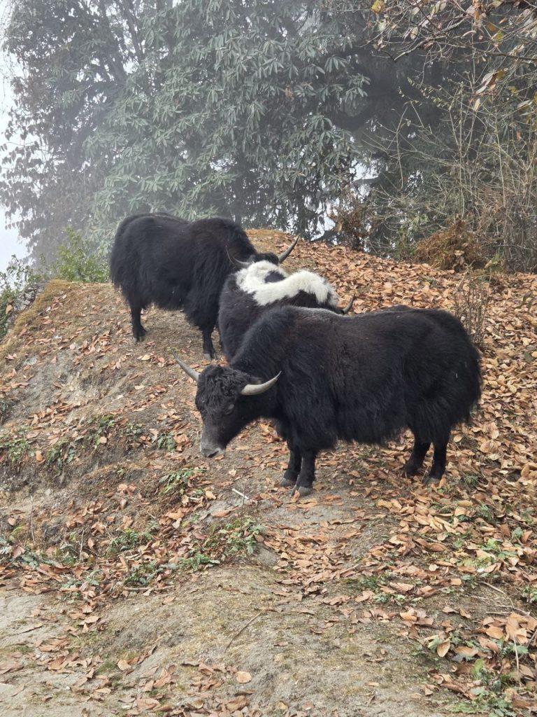 На пути к Low Camp