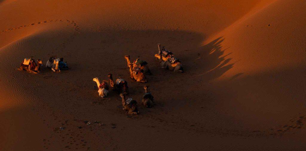 Верблюды в песках