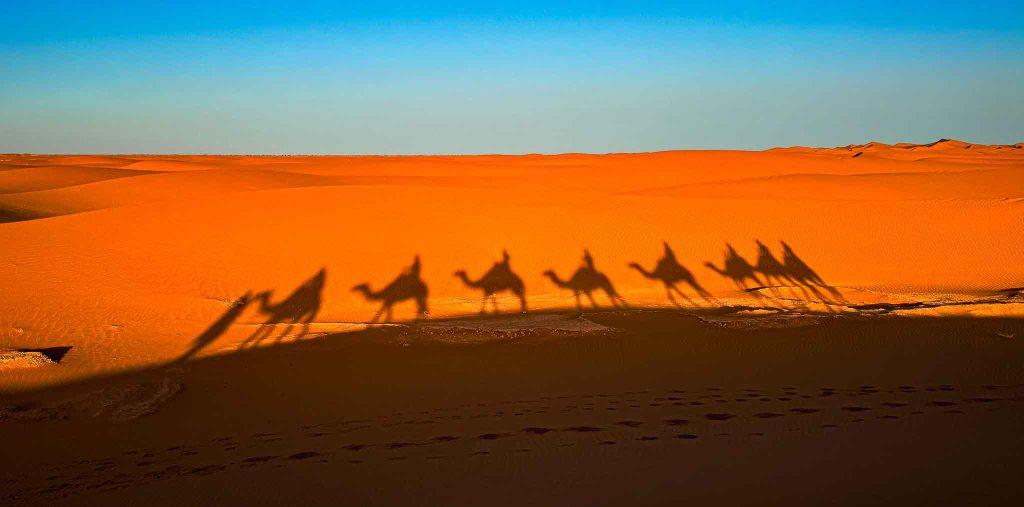 Тень верблюдов