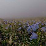 Цветы на поляне Эммануэля