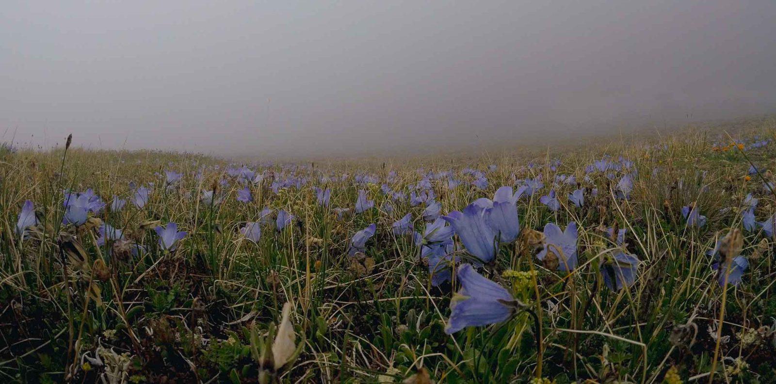 Цветы на поляне Эммануэля