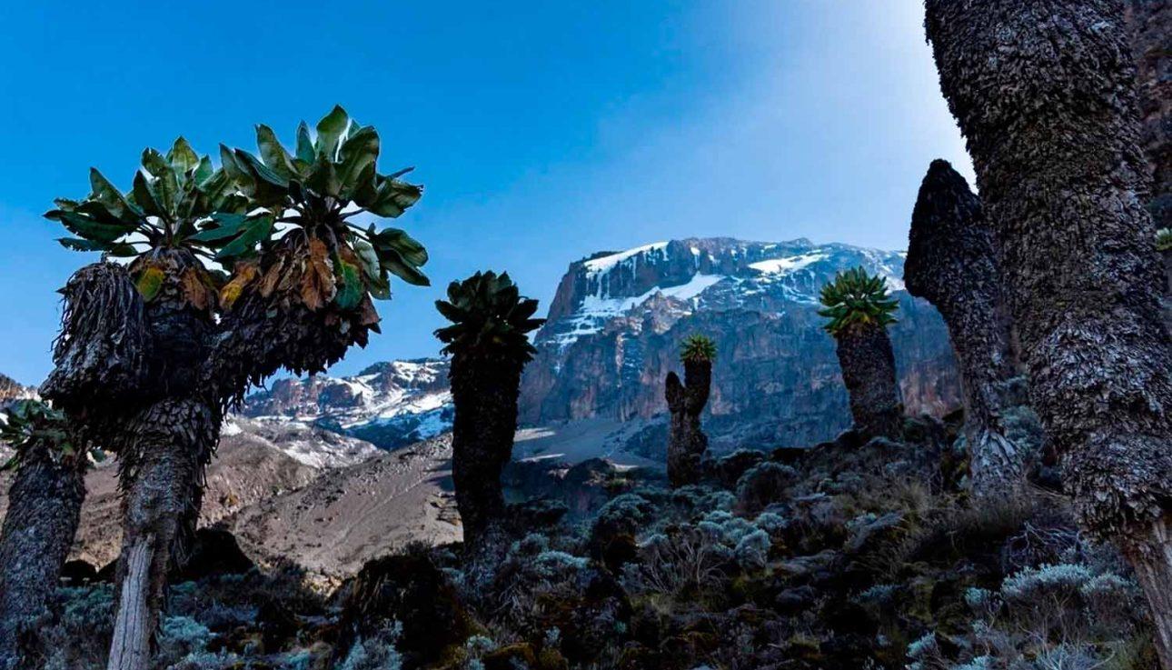 Килиманджаро и дендрокрестовники