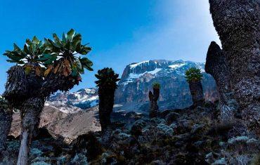 Килиманджаро и дендрокрестовники