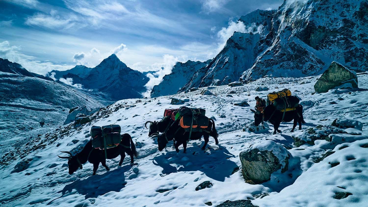 яки на пути в б/л Эвереста