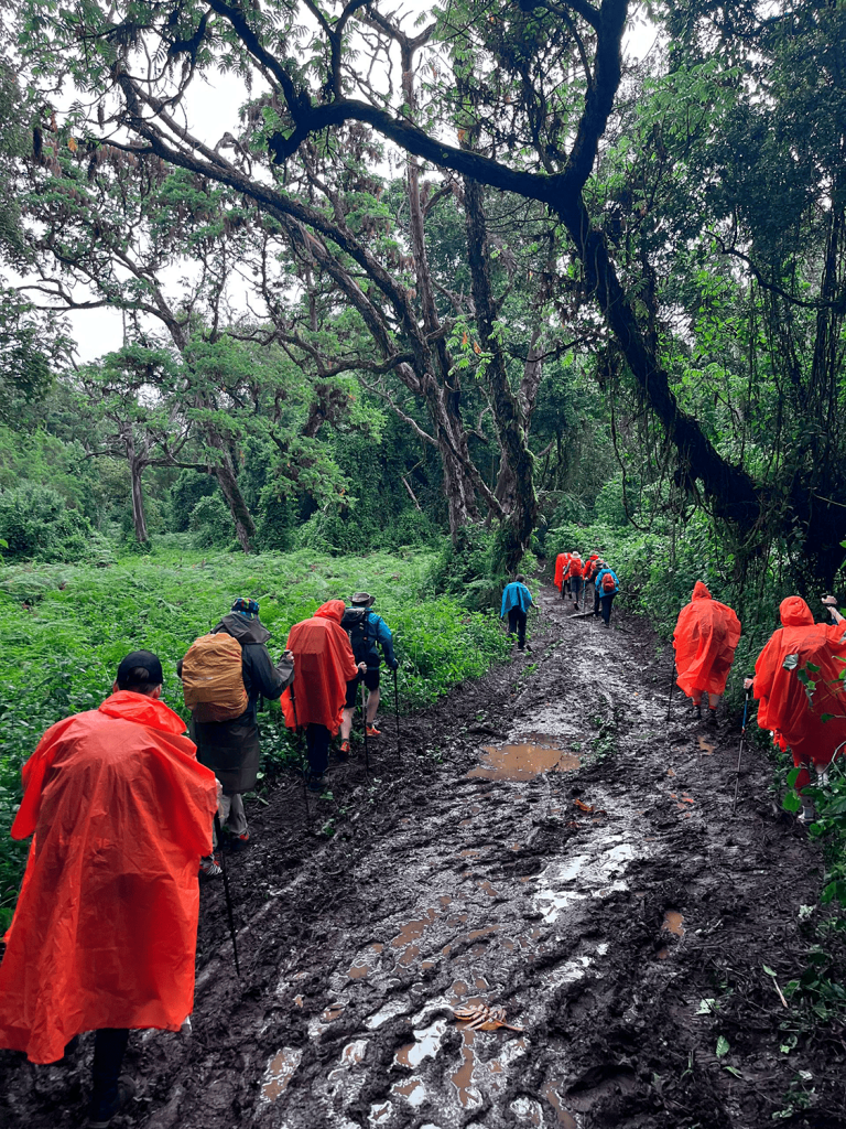 килиманджаро по маршруту Лемошо, тропа